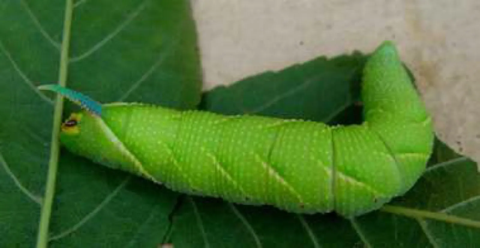 Eine große hellgrüne Schwärmerraupe mit schrägen Seitenstreifen und bläulichem Schwanzhorn liegt auf einem grünen Blatt.
