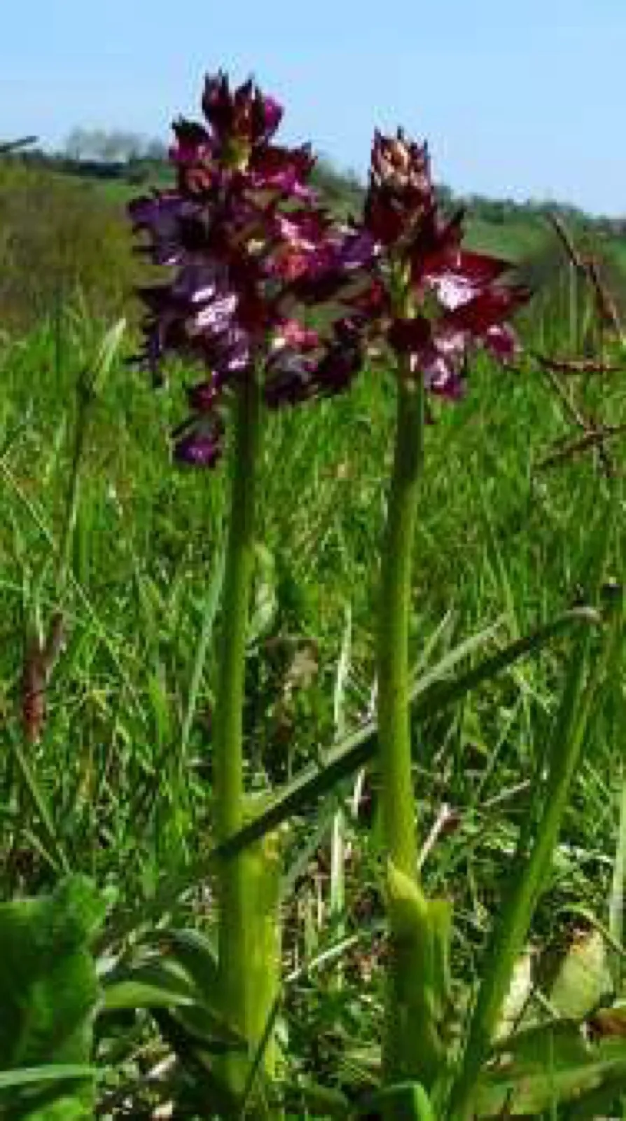 Zwei purpurrot blühende wilde Orchideen stehen in einer grünen Wiese, im unscharfen Hintergrund Hügel unter blauem Himmel.