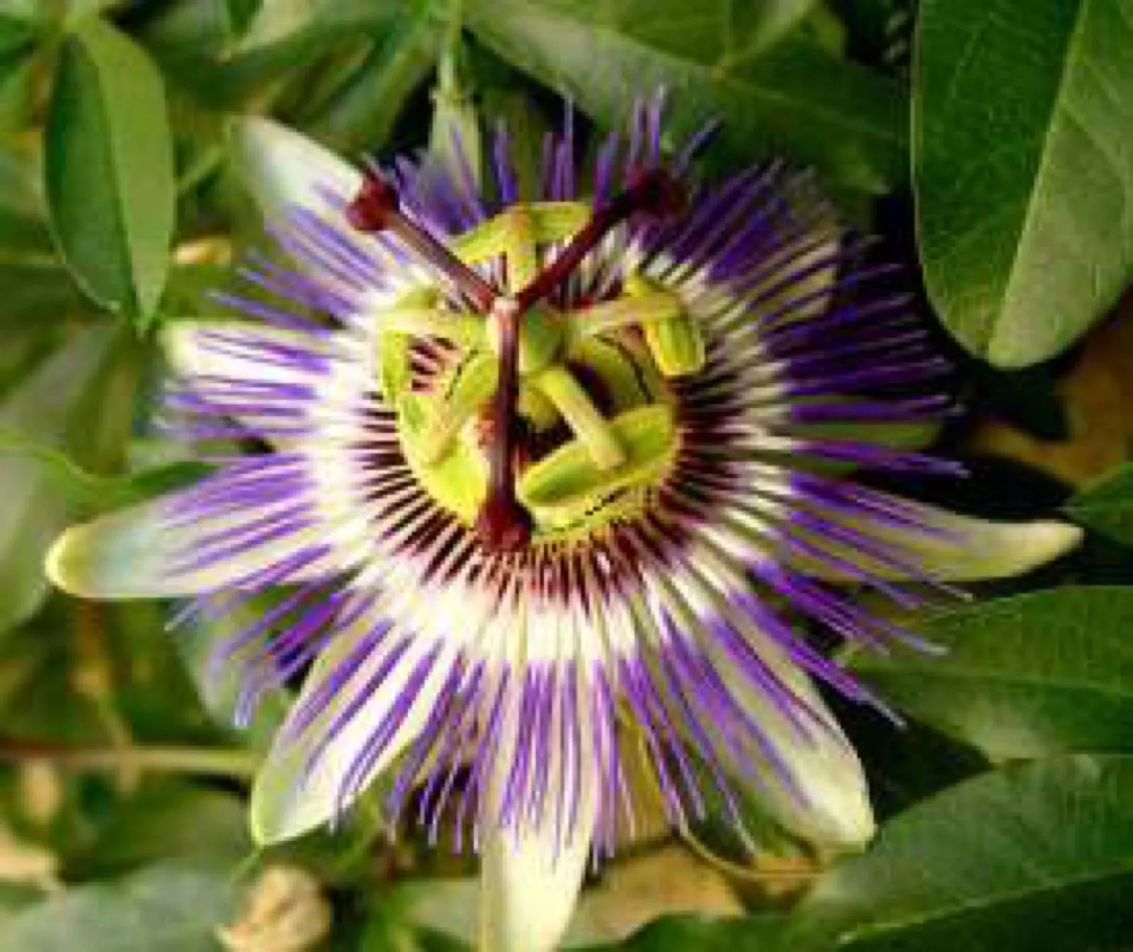 Nahaufnahme einer geöffneten Passionsblume mit weißen Blütenblättern, violett-weißem Strahlenkranz und grünlich-gelber Mitte zwischen grünen Blättern.