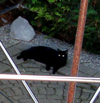 Ein schwarzer Kater in einer Energiepyramide Modell D