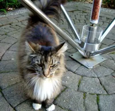 Ein Waldkater in einer Energiepyramide Modell D