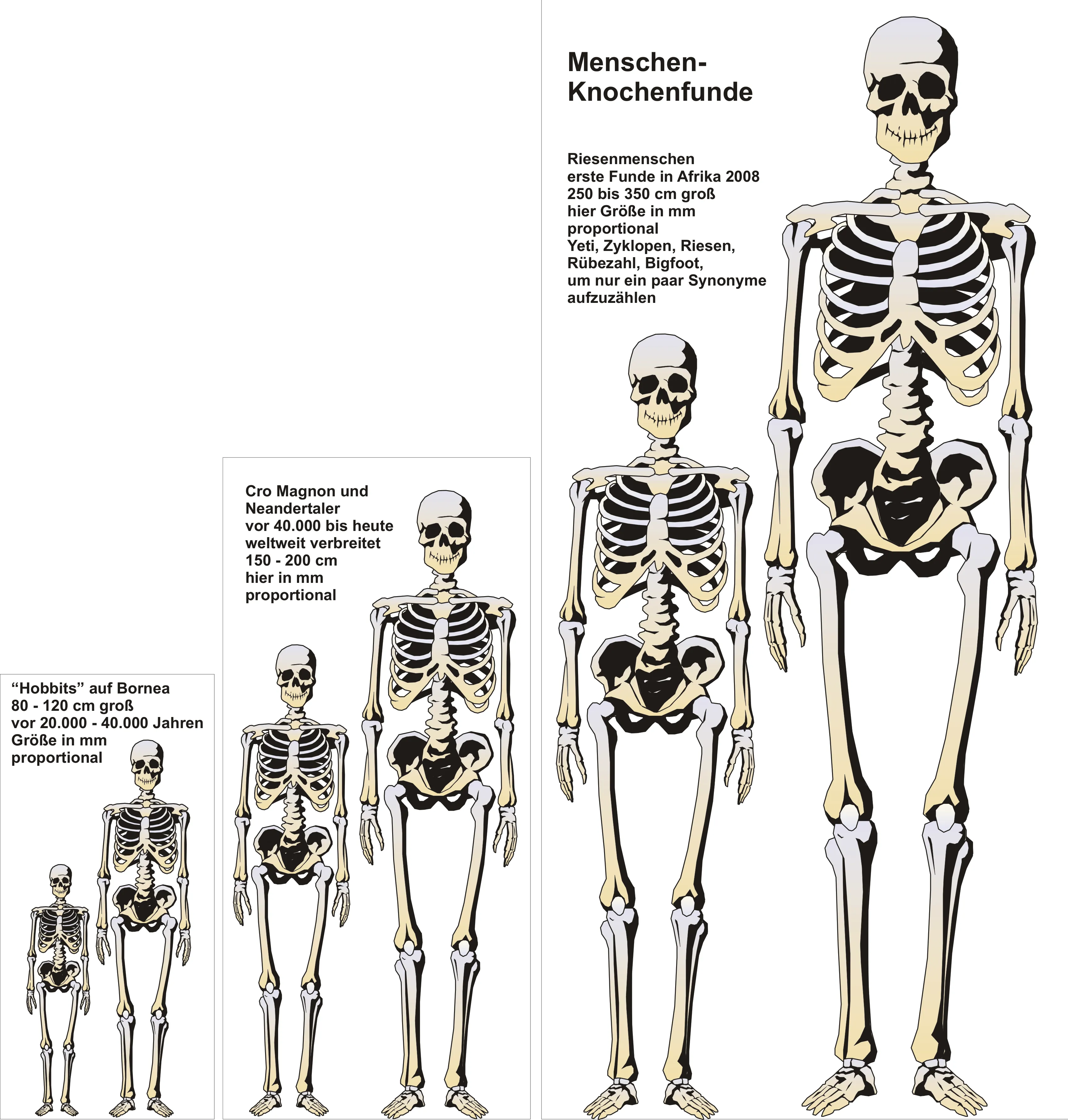 Größenvergleich menschlicher Skelette: links zwei kleine „Hobbit"-Skelette (80–120 cm, Borneo/Sumatra), in der Mitte Cro Magnon und Neandertaler (150–200 cm), rechts zwei Riesenmenschen-Skelette (250–350 cm, Funde Afrika 2008)