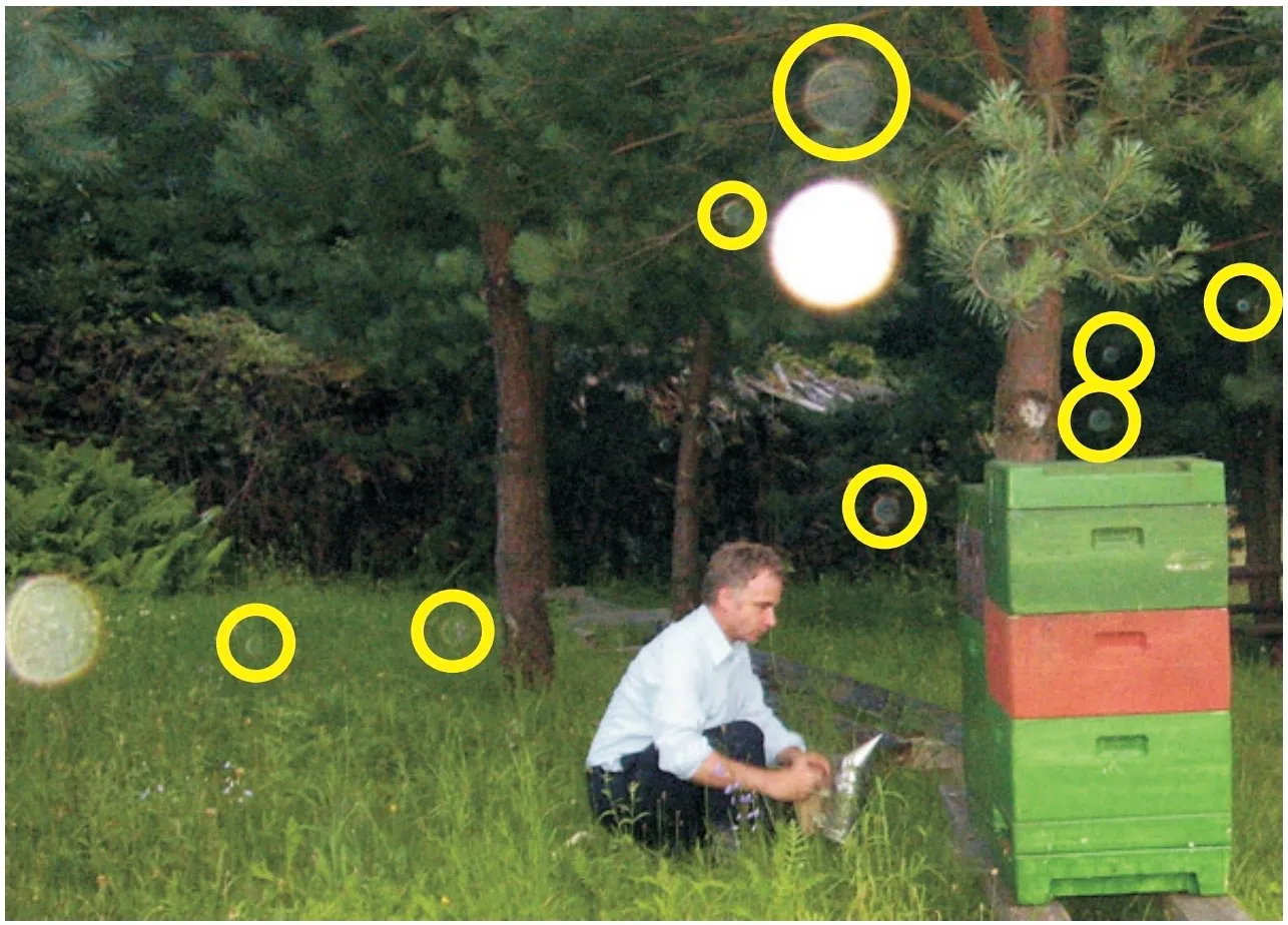 Dieselbe Szene am Bienenstand, mehrere Lichtflecke (Orbs) gelb markiert