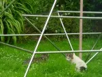 Eine Katze liegt unter einer Energiepyramide Modell C