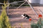 Eine schwarz-weiße Katze liegt unter einer Energiepyramide Modell C auf einer Steinterrasse