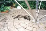 Kater Oskar auf seinem Stammplatz in der Energiepyramide Modell D